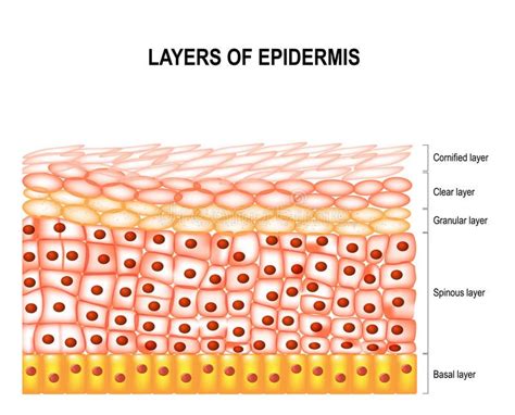 Layers of epidermis. Cornified, clear, granular, spinous and basal layer. Illust #Sponsored , # ...