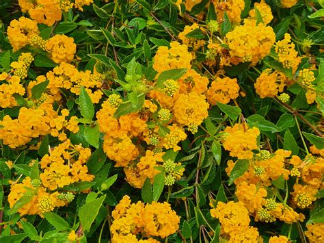 Yellow Common Lantana Flowers Free Stock Photo - Public Domain Pictures