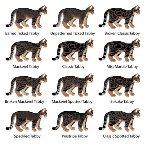 Cat Genetics Guide: Tabby Patterns — Weasyl | Tabby cat, Warrior cat drawings, Cat drawing tutorial