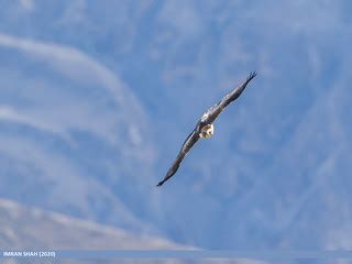 Booted Eagle (Hieraaetus pennatus) | Booted Eagle (Hieraaetu… | Flickr
