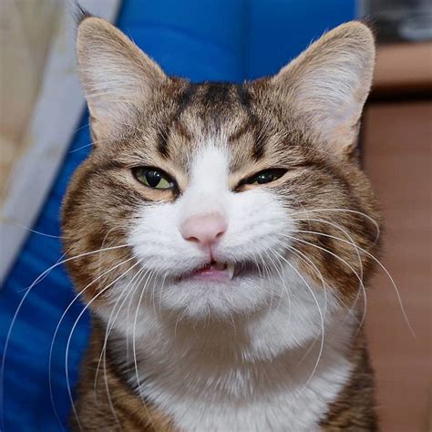 This Cat Is Taking Over The Internet With His Hilarious Facial Expressions Despite His Problem