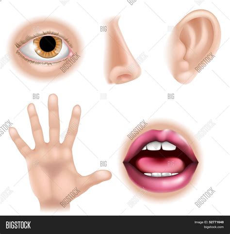 Five Senses Body Vector & Photo (Free Trial) | Bigstock