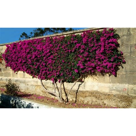 Bougainvillea spectabilis Mix Violet and Red Seeds - Price €1.95