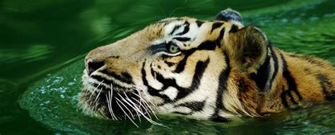 The Malaysian Tiger | Tiger-Universe