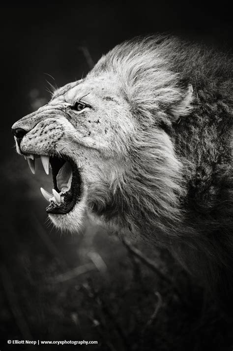 lion roaring side profile - Google Search | Lions photos, Lion images, Lion photography