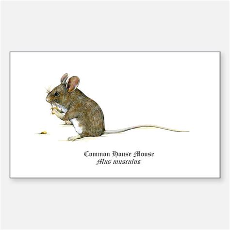 Mice Bumper Stickers | Car Stickers, Decals, & More