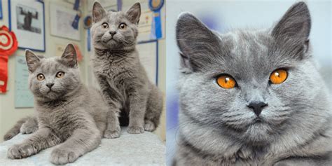 Chartreux Cat Breed: Characteristics & Facts | Cattitude