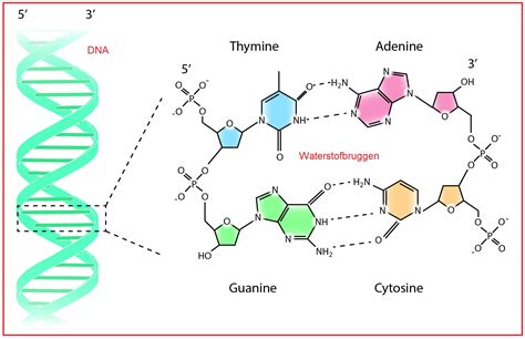 Nucleotides Dna Rna Guanine Cytosine Adenine Thymine