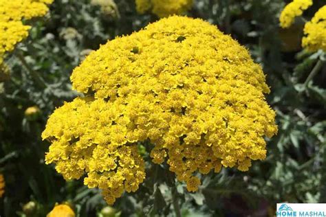 Top 5 Yellow Perennial Flowers (With Photos)