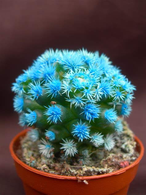 Viveros Vangarden: Cactus de colores M-5.5: AZUL