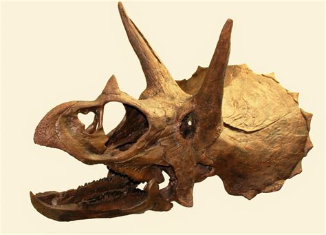 Triceratops Skull stock by LEXLOTHOR on DeviantArt