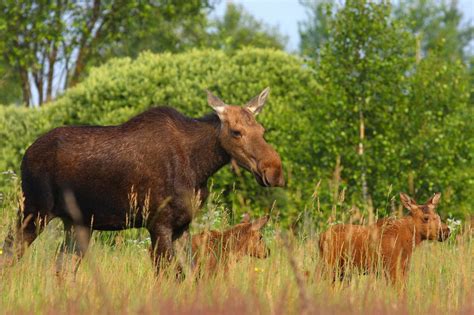 Human presence is worse than radiation. Wildlife has returned to ...