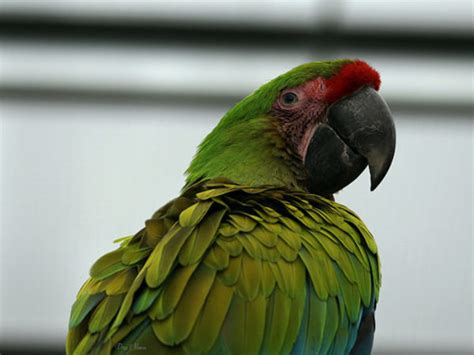 parrot care - Ontario SPCA and Humane Society