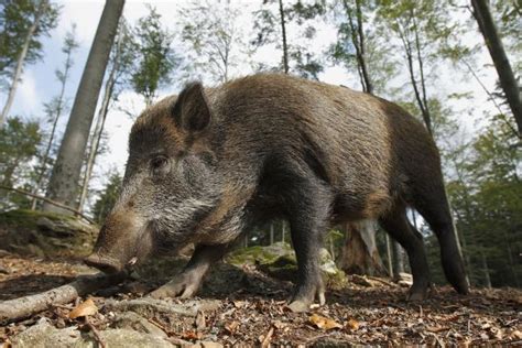 Wild Boar Populations Growing Across Europe | Gephardt Daily