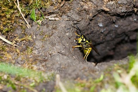 Giant Hornet Nest In Ground | Bruin Blog