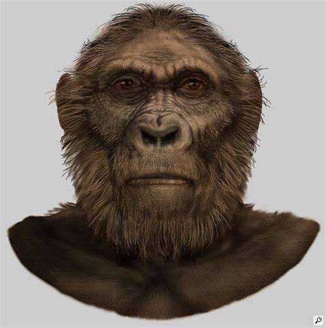 australopithecus robustus - Liberal Dictionary | Archaeology, Ancient humans, Anthropology