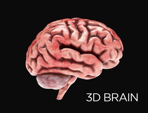 Human Brain with 4k textures 3D model | CGTrader