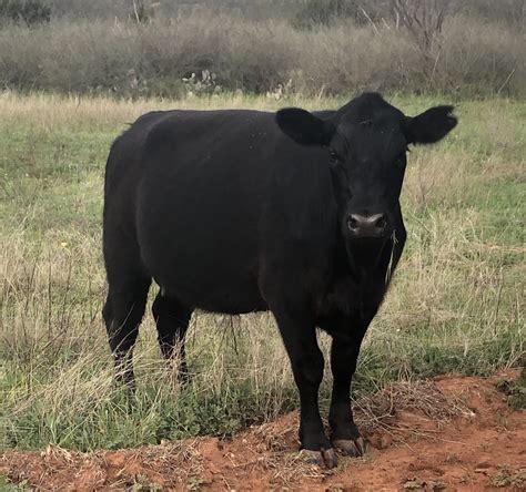 20 - Bred Black Cows - Texas