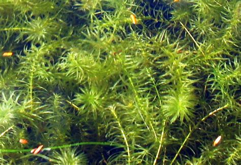 The Horror of Hydrilla | Soil & Water