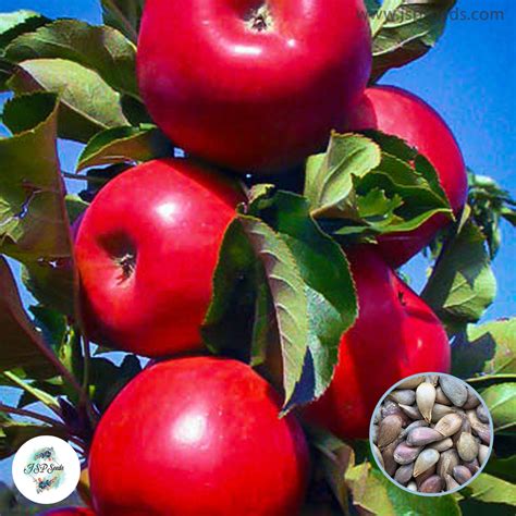 30 Red apple Seeds (Asia Fruit) – JSPSeeds