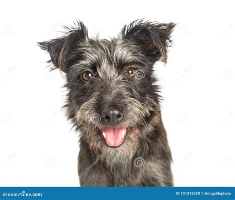 Happy Scruffy Terrier Dog Closeup Stock Image - Image of shot, mongrel: 101313529