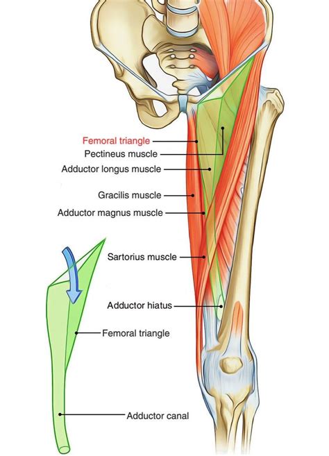 Adductor Canal | Medical Junction