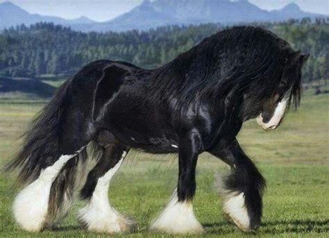 Black Shire Horse | Clydesdale horses, Horse breeds, Horses