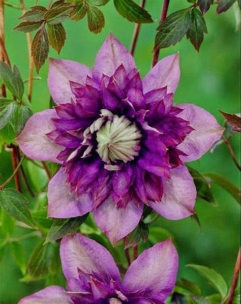 25 Double Dark Purple Clematis Seeds Perennial Giant Flower Garden ...