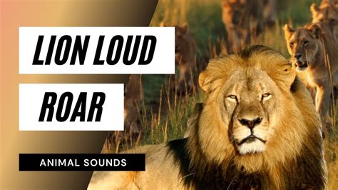 Lion Loud Roar Sounds - intense lion roaring sounds | scary lions roar sound effect! - YouTube