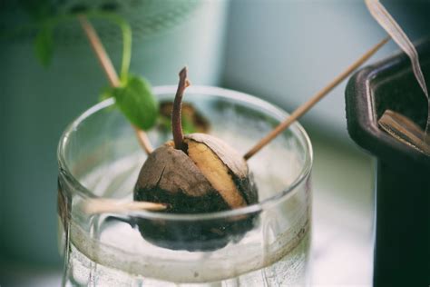 How To Start Growing An Avocado Tree - sybilsfruits