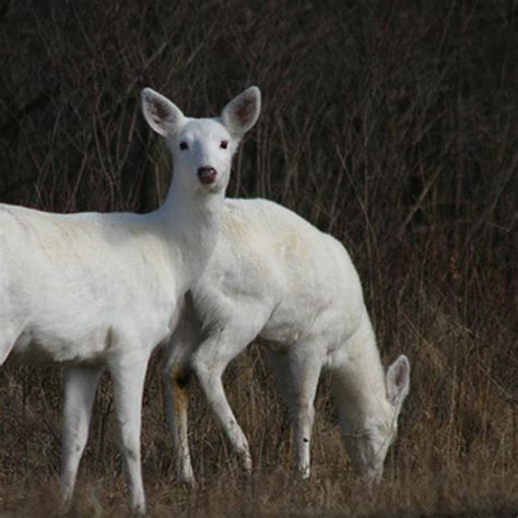 Seneca White Deer – Romulus, New York - Atlas Obscura