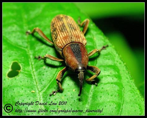 Weevil | A weevil is any beetle from the Curculionoidea supe… | Flickr