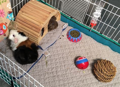 Best Guinea Pig Bedding: Complete Guide by Guinea Piggles