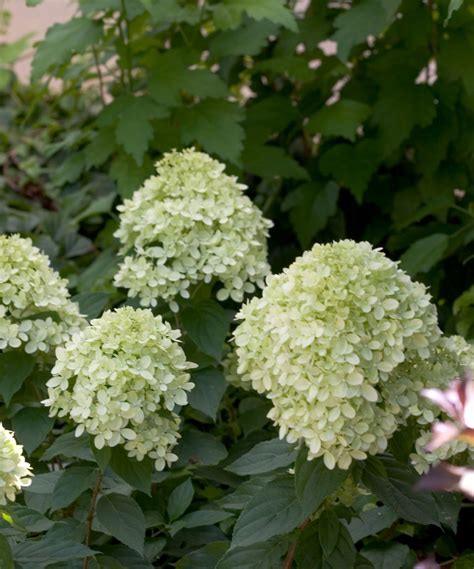 Little Lime® Hydrangea – Wilson Nurseries