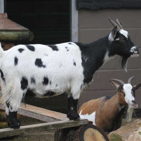 Domestic Goat Breeds