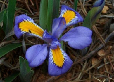 the rusty hoe: today's flower: dwarf iris