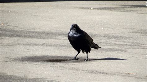 So I took this picture of a crow yesterday. : r/funny