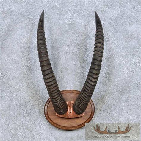 Roan Antelope Horns Taxidermy Mount For Sale - Creel Taxidermy