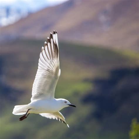 6 Tips for Photographing Birds in Flight