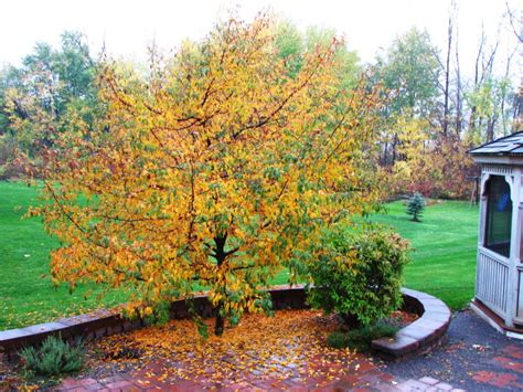 Common Diseases of Crabapple Trees - HubPages