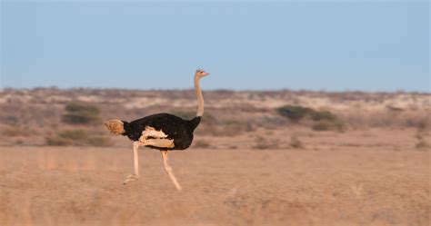 Ostrich on the Run | Sean Crane Photography