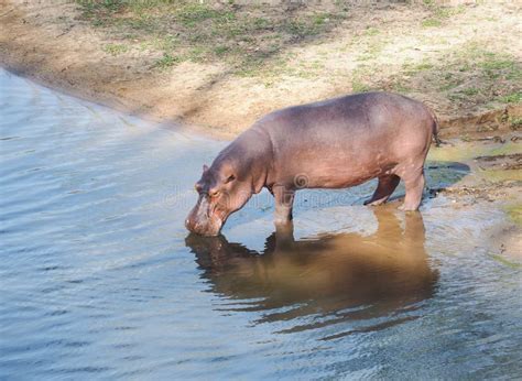 African Hippopotamus Hippopotamus Amphibius Stock Photo - Image of ...