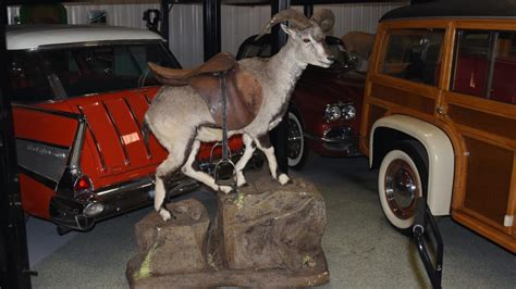 Goat On Rocks Taxidermy 63x45x20 at Indy Road Art 2018 as B142.1 ...