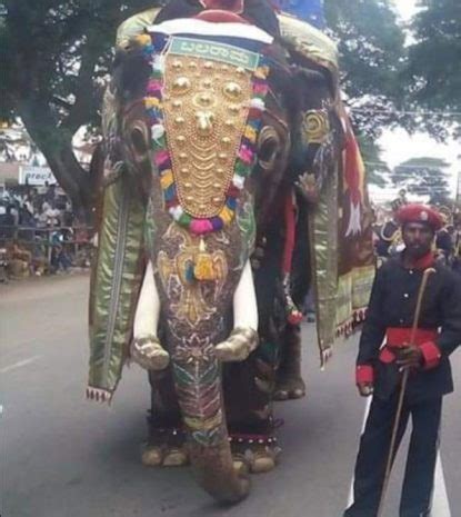 Mysuru Dasara Ambari elephant Balarama no more! | Udayavani – ಉದಯವಾಣಿ