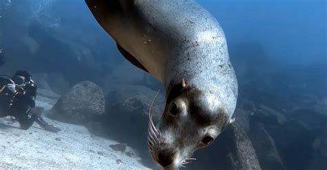 A Sea Lion Swimming · Free Stock Photo