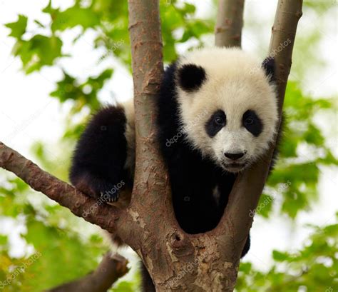 Giant panda baby over the tree — Stock Photo © silverjohn #12177944