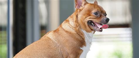 Canine Hypothyroidism: Diagnosis and Treatment - Today's Veterinary Practice