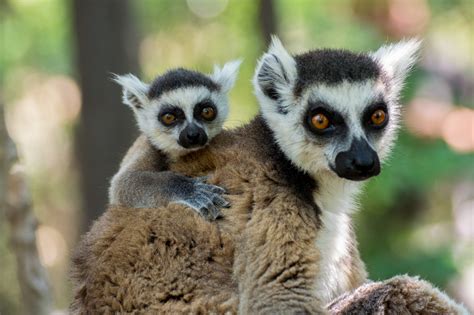 Catta Lemur Foto & Bild | wildlife, natur Bilder auf fotocommunity