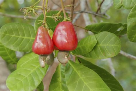 How Do Cashews Grow? » Top Facts & Tips