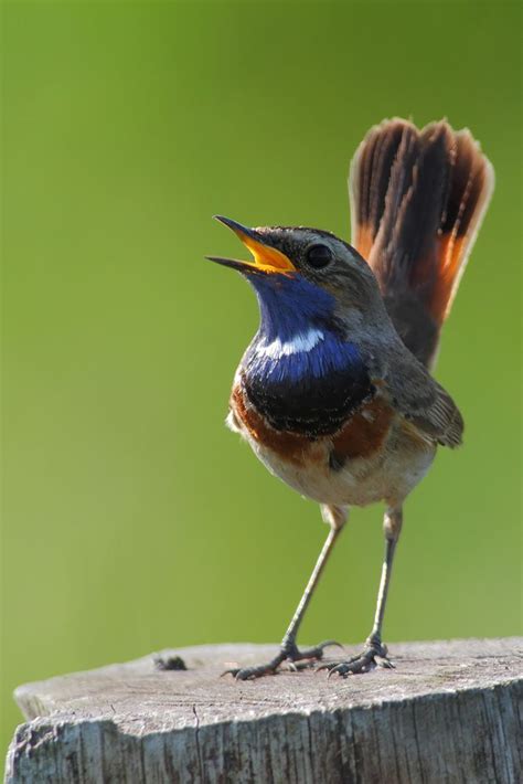 The Bluethroat - Luscinia svecica, is a small passerine bird .It is a migratory insectivorous ...
